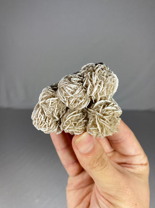 Mexican Desert Rose Specimen (N)