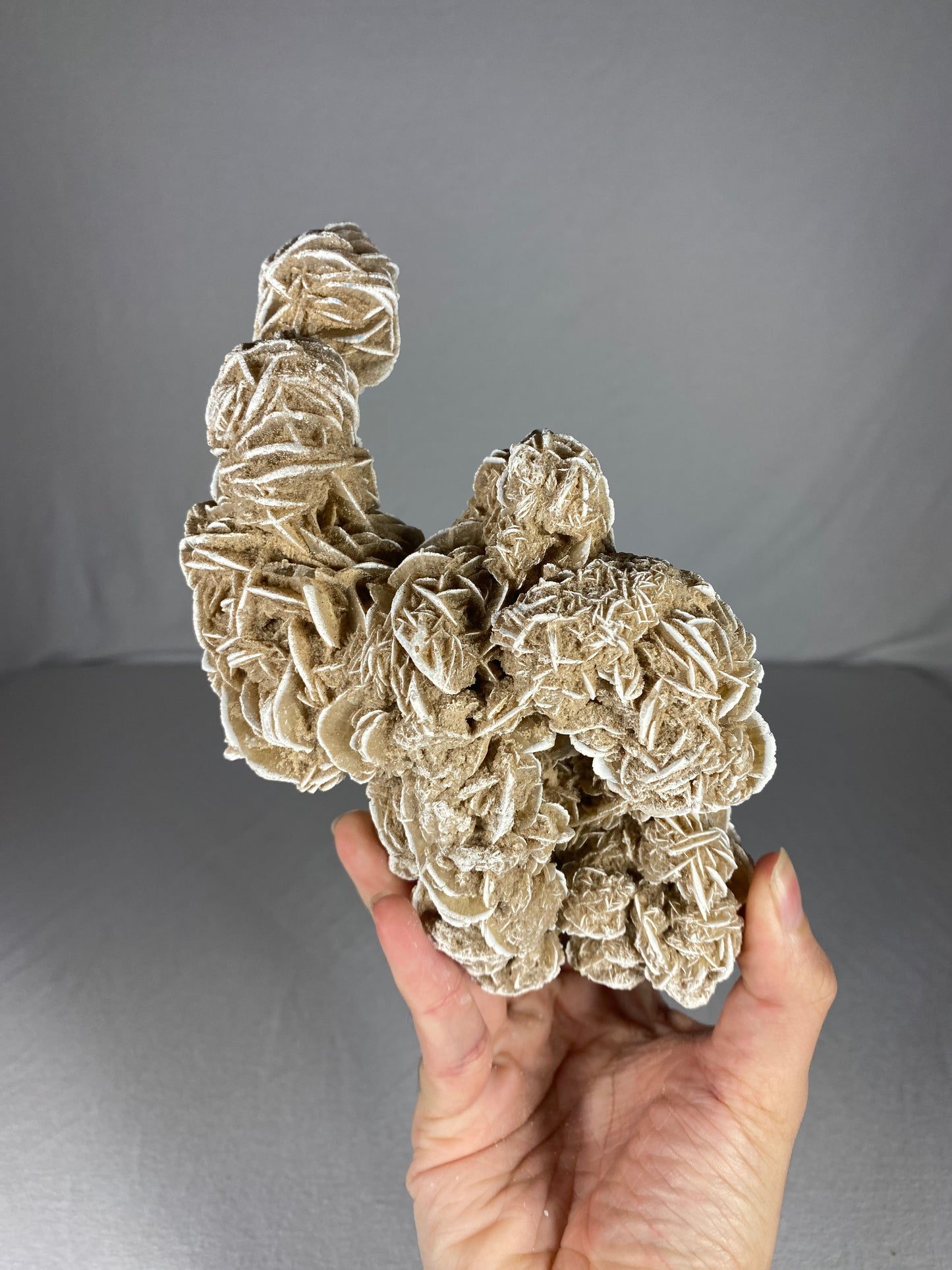 Mexican Desert Rose Specimen (A)