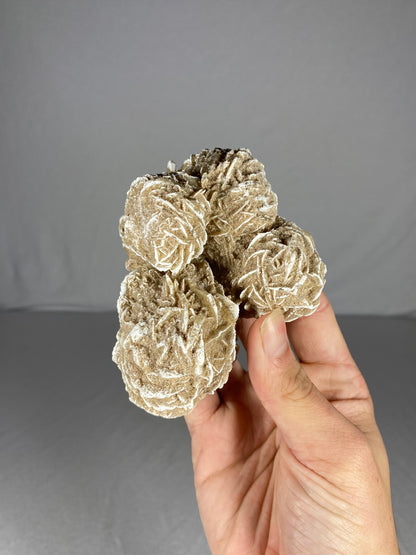 Mexican Desert Rose Specimen (H)