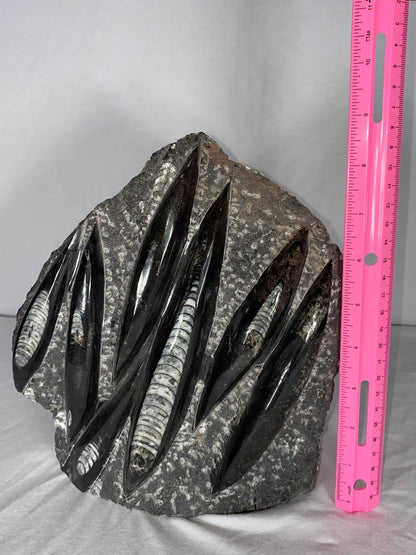 Self Standing Polished Fossilized Orthoceras Specimen (Large C)
