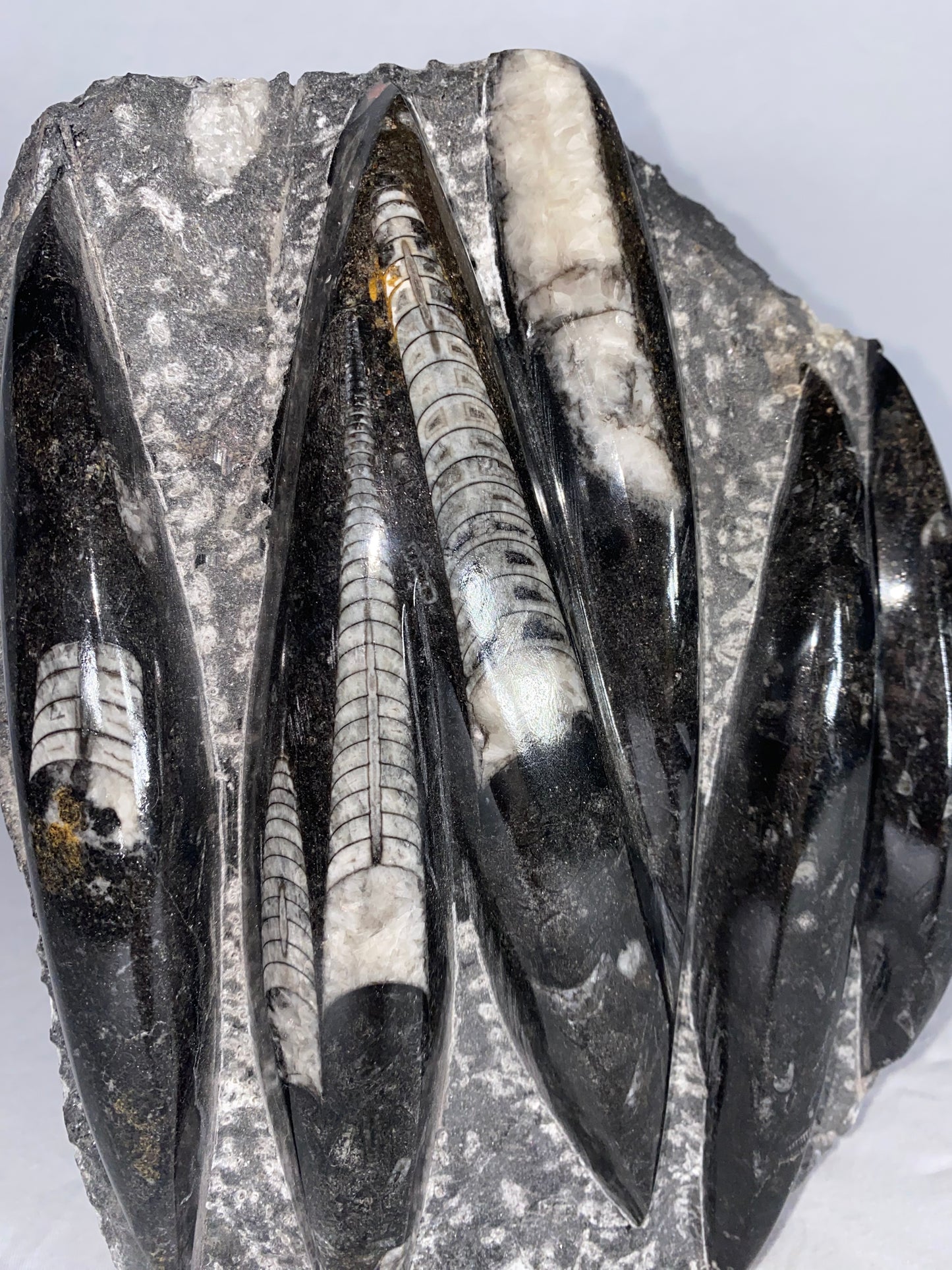 Self Standing Polished Fossilized Orthoceras Specimen (Large D)