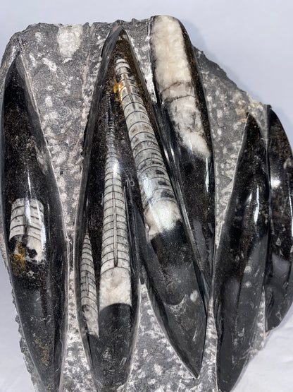 Self Standing Polished Fossilized Orthoceras Specimen (Large D)