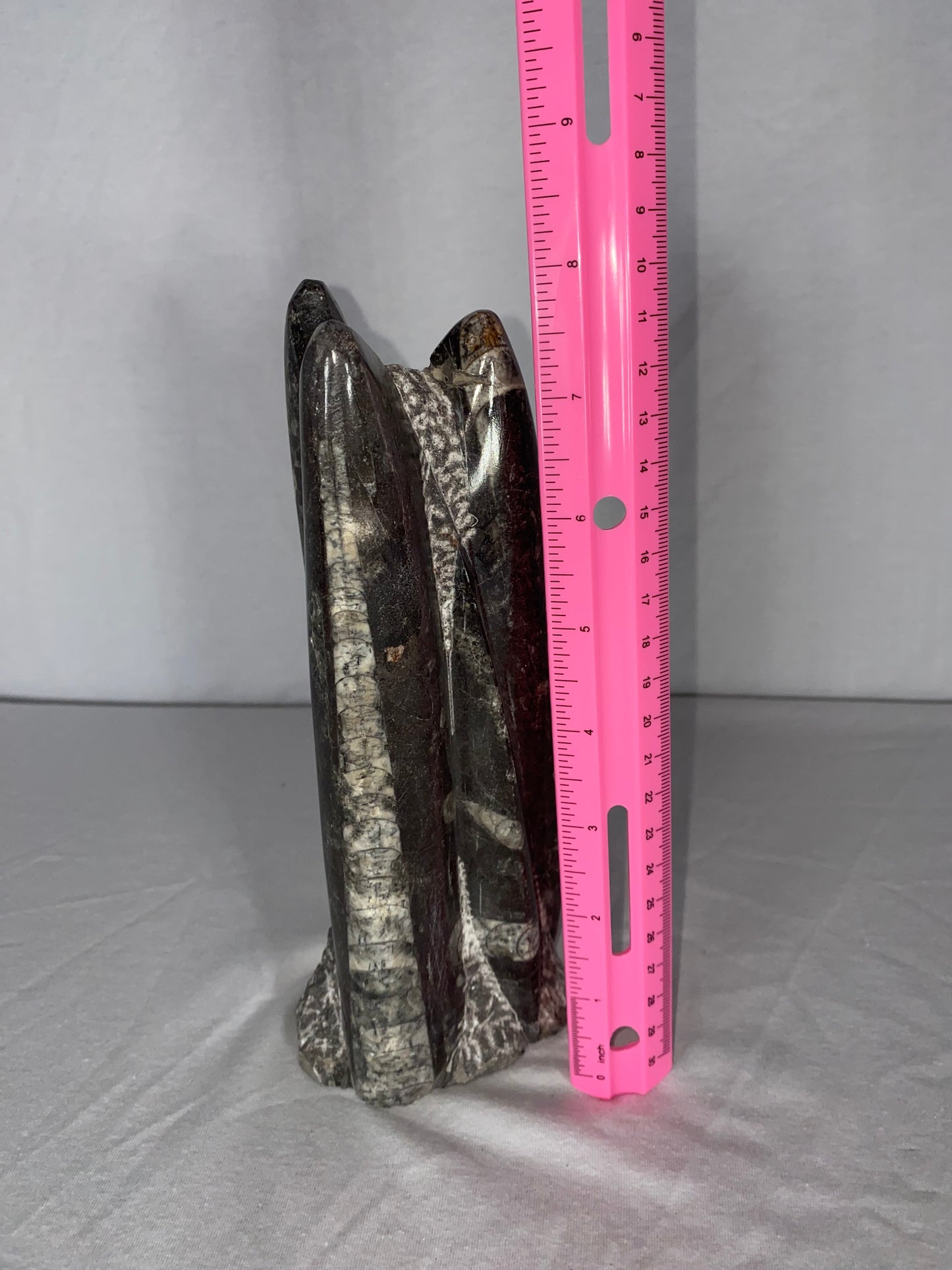 Self Standing Polished Fossilized Orthoceras Specimen (Medium B)