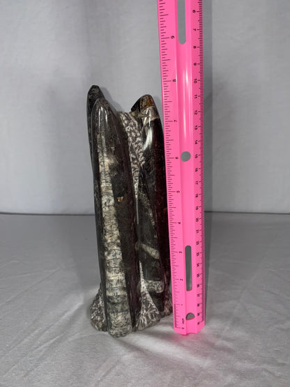 Self Standing Polished Fossilized Orthoceras Specimen (Medium B)