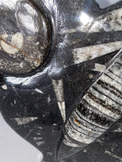 Self Standing Polished Fossilized Orthoceras & Shell Specimen (F)