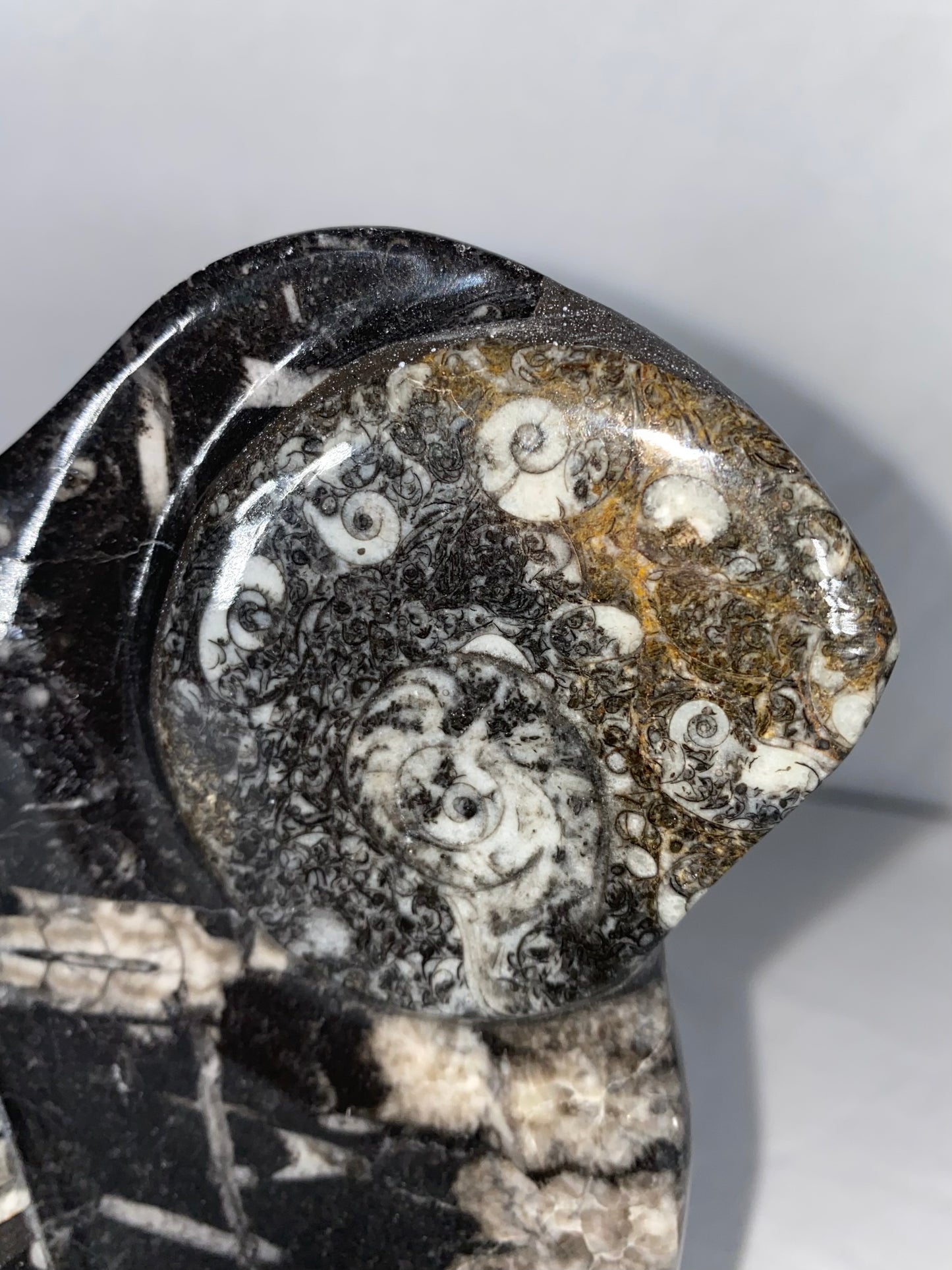 Self Standing Polished Fossilized Orthoceras & Shell Specimen (J)