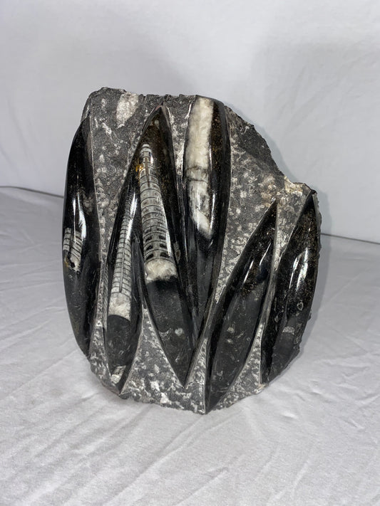 Self Standing Polished Fossilized Orthoceras Specimen (Large D)
