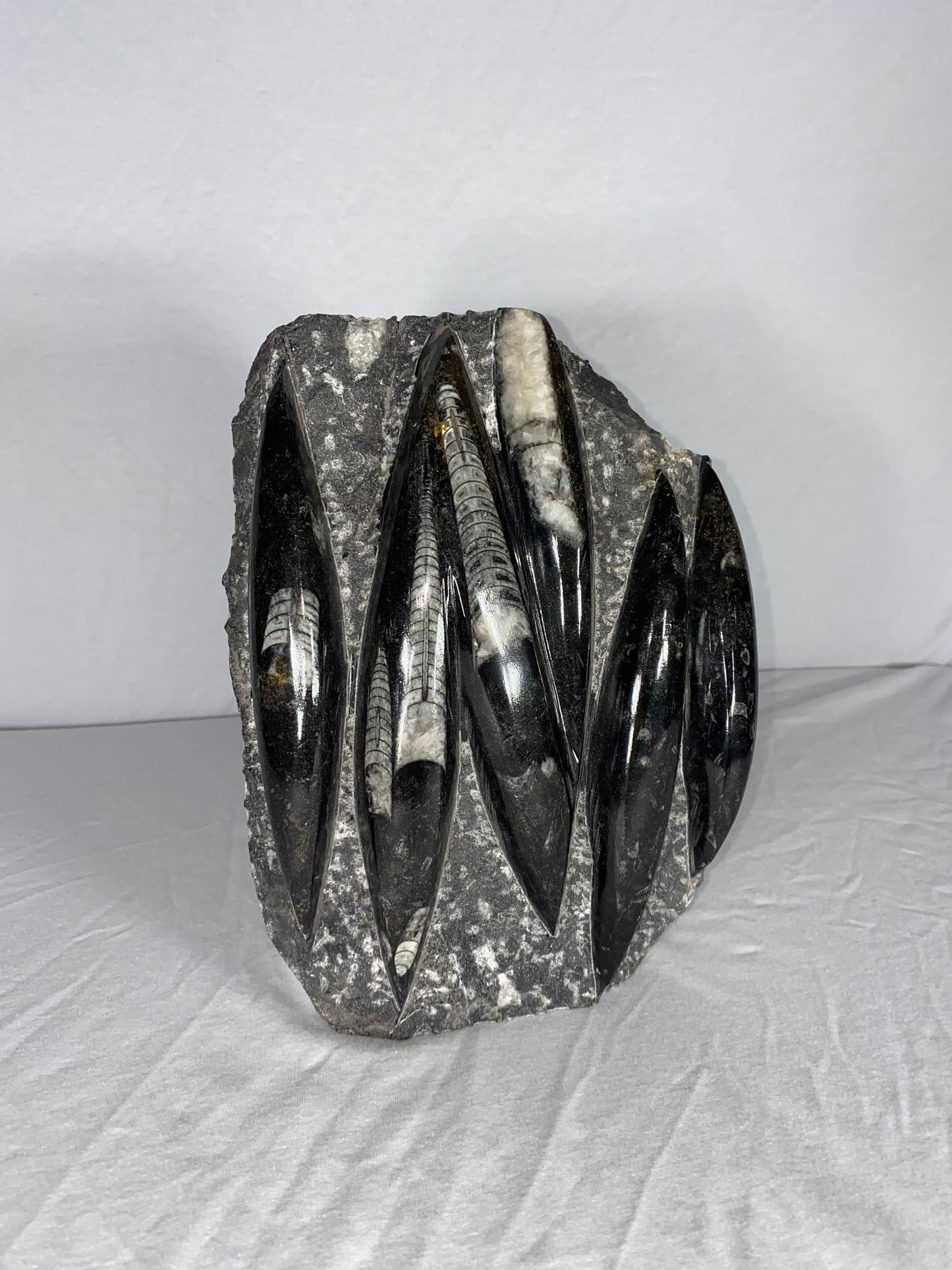 Self Standing Polished Fossilized Orthoceras Specimen (Large D)