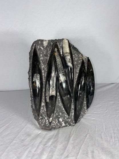 Self Standing Polished Fossilized Orthoceras Specimen (Large D)