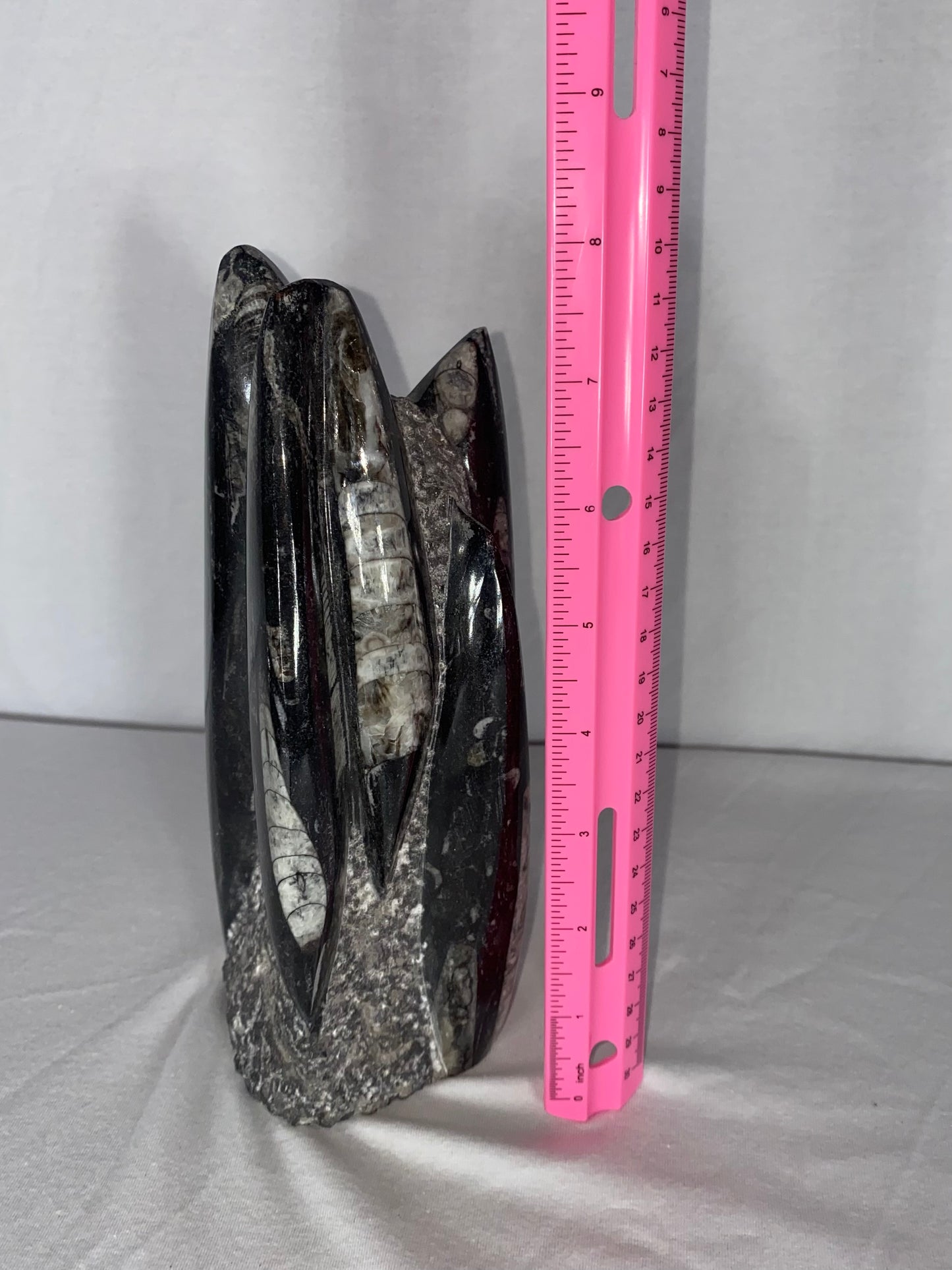 Self Standing Polished Fossilized Orthoceras Specimen (Medium E)