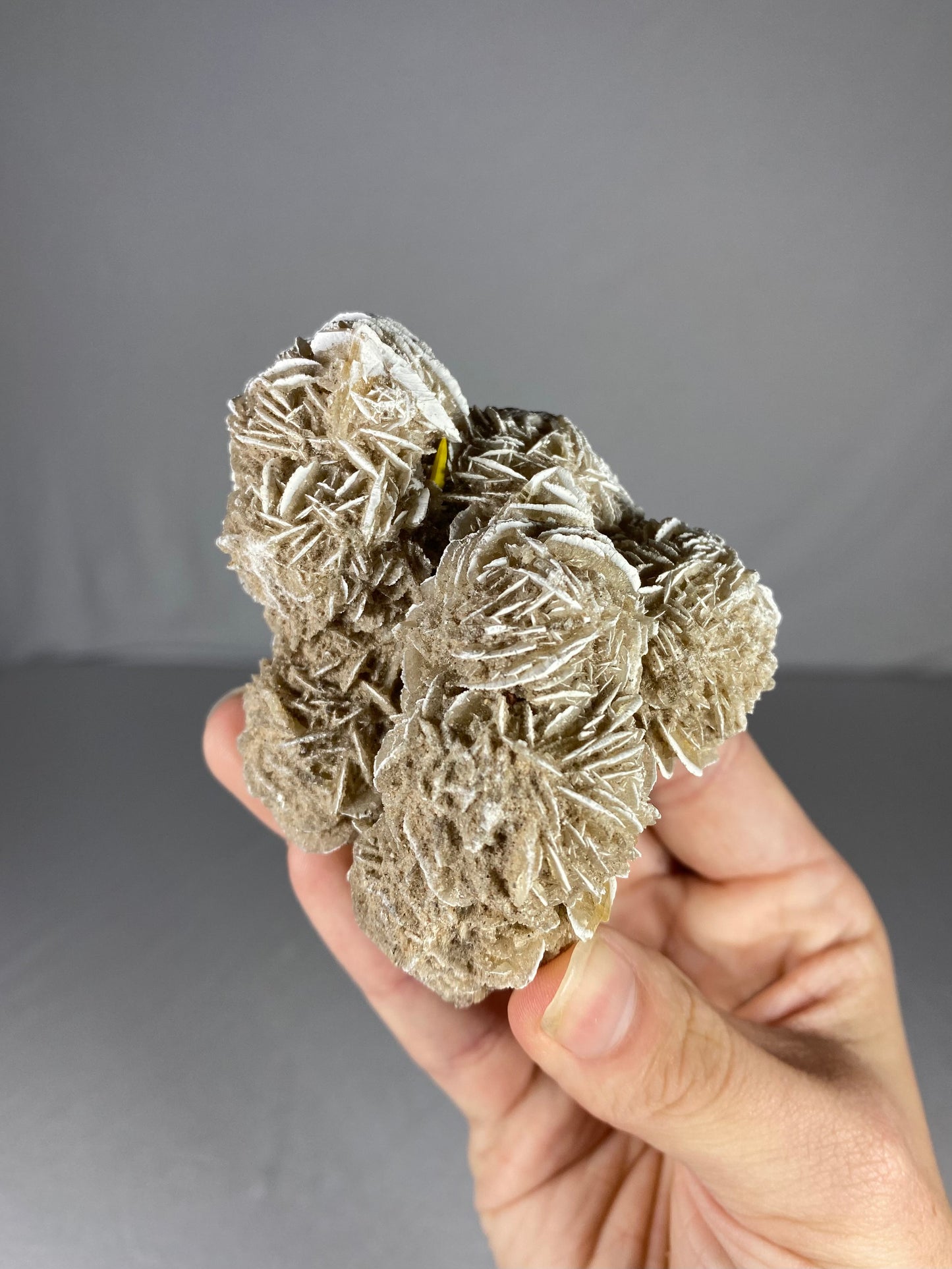 Mexican Desert Rose Specimen (M)