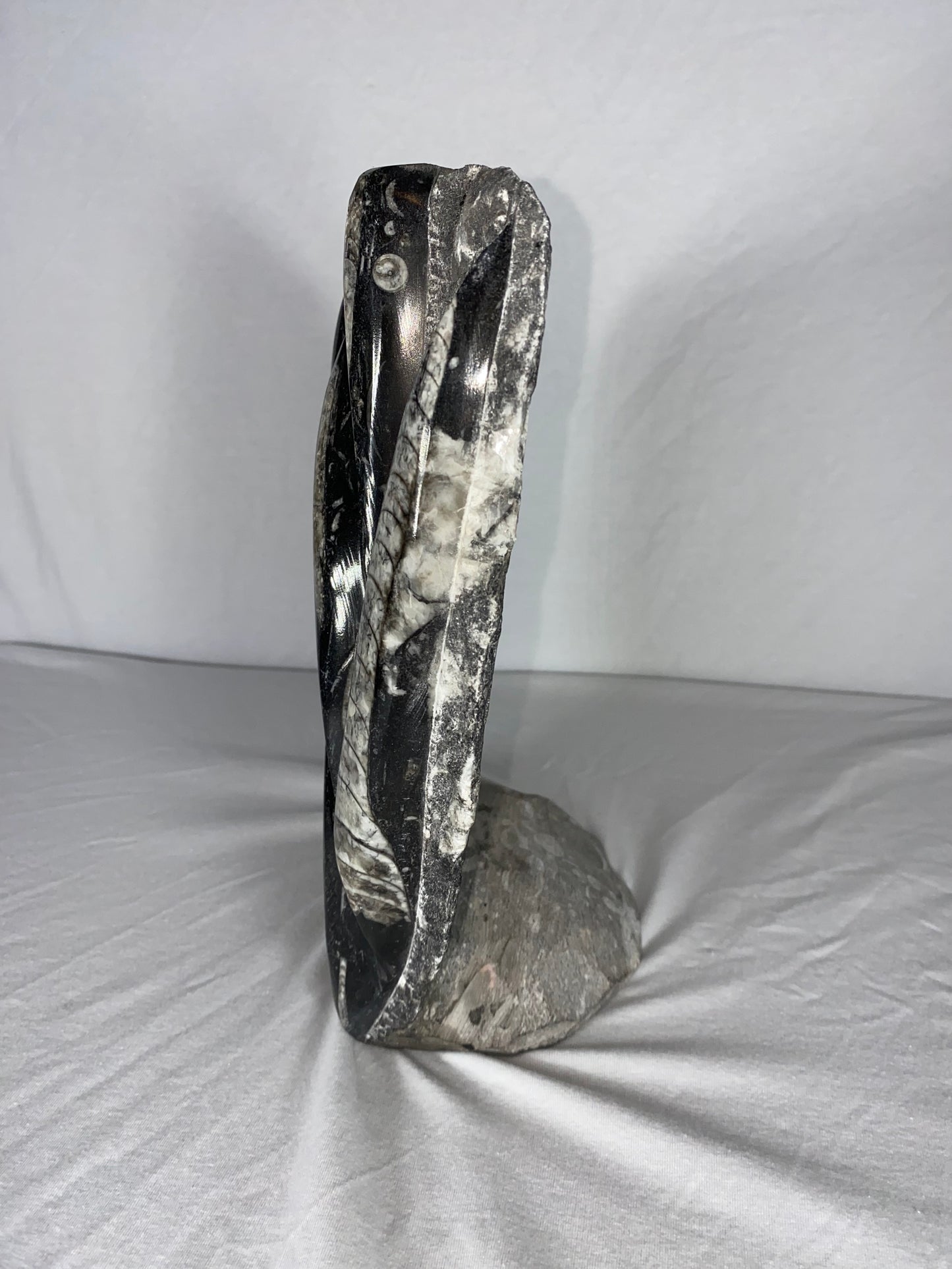 Self Standing Polished Fossilized Orthoceras Specimen (Large E)