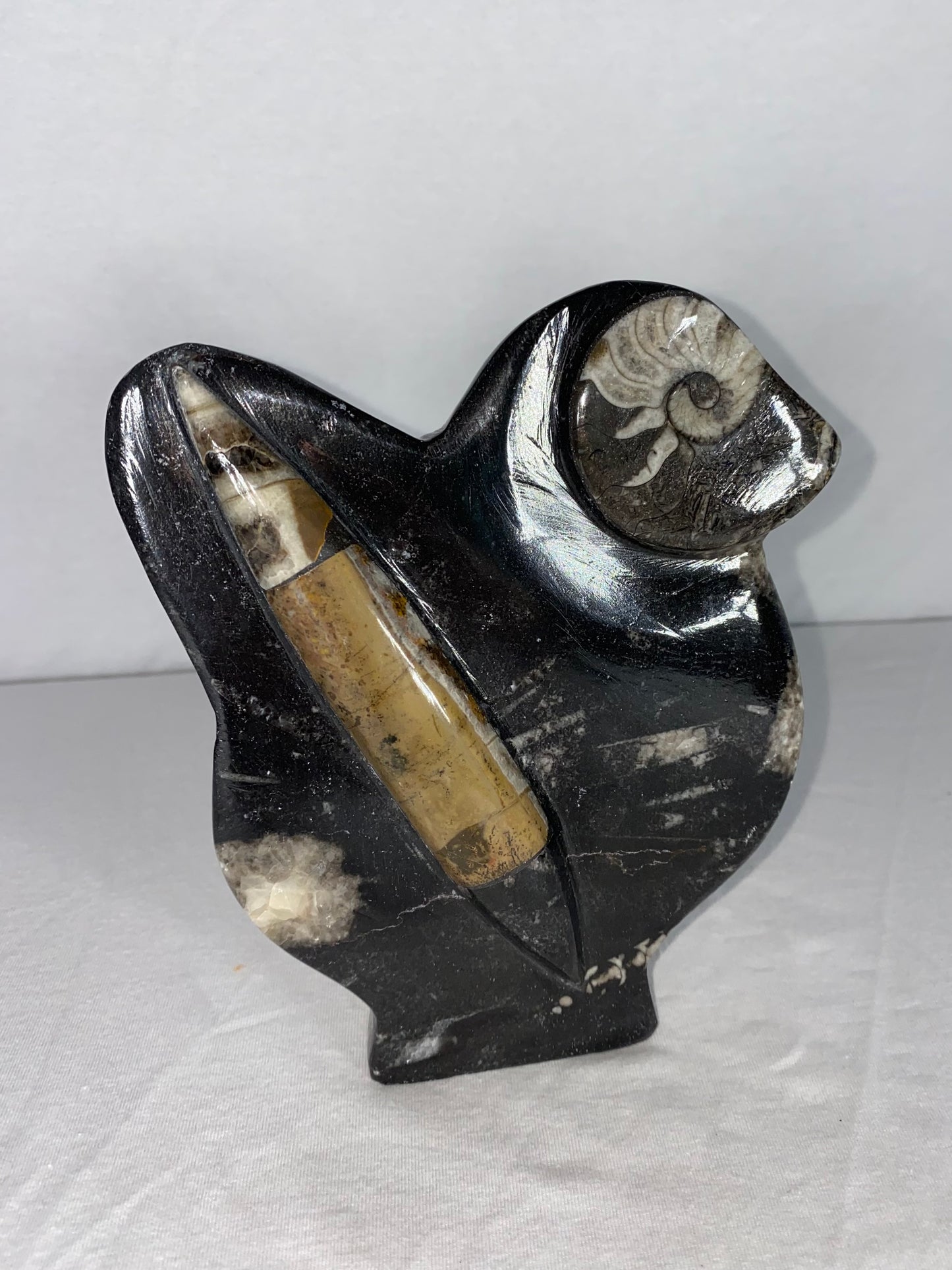 Self Standing Polished Fossilized Orthoceras & Shell Specimen (P)