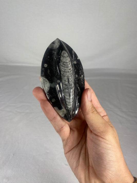 Polished Fossilized Orthoceras Specimen (Large C)