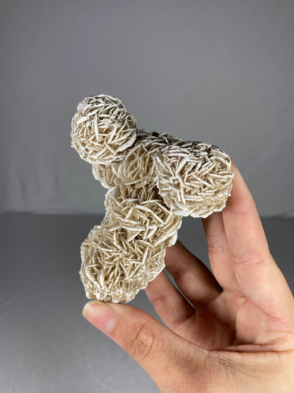 Mexican Desert Rose Specimen (I)