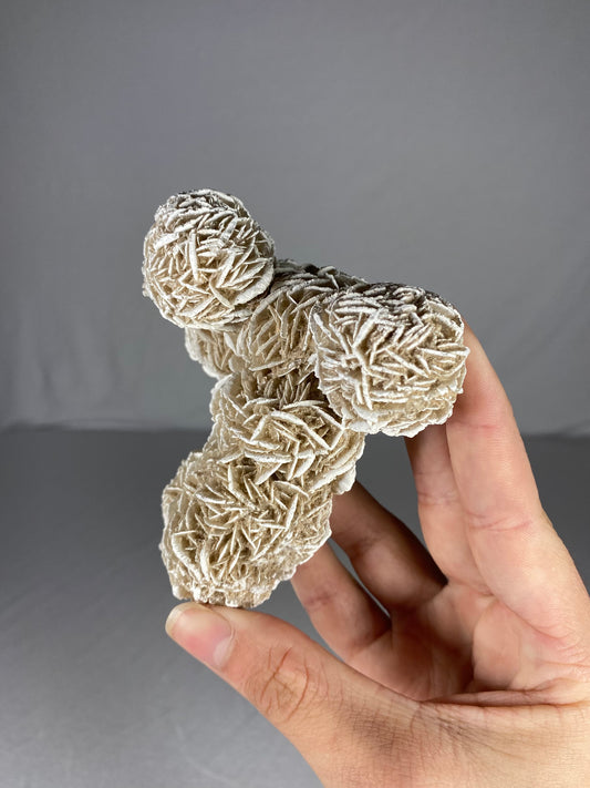 Mexican Desert Rose Specimen (I)