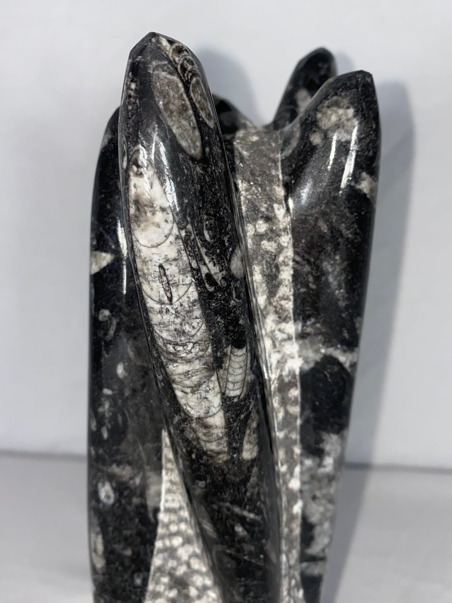 Self Standing Polished Fossilized Orthoceras Specimen (Medium F)