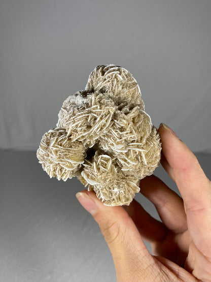 Mexican Desert Rose Specimen (M)