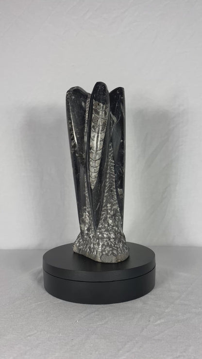 Self Standing Polished Fossilized Orthoceras Specimen (Medium I)