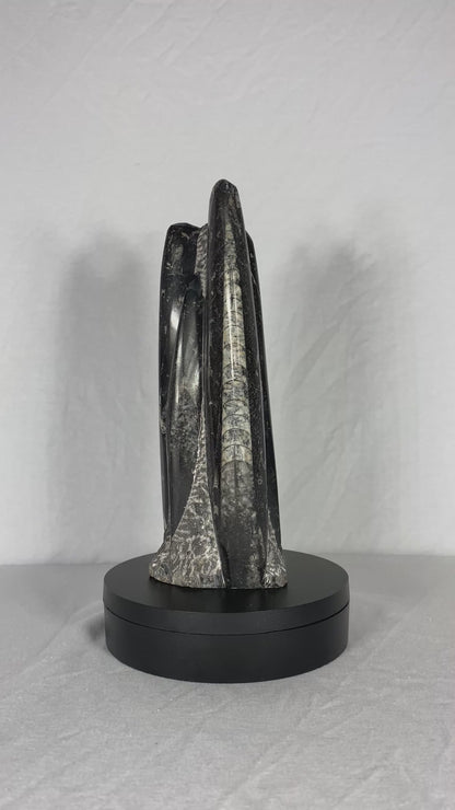 Self Standing Polished Fossilized Orthoceras Specimen (Medium J)