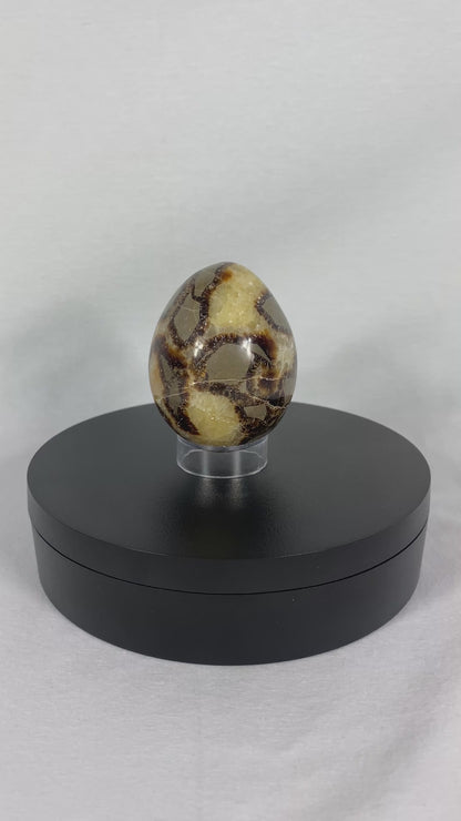 Madagascan Polished Septarian Egg (C)