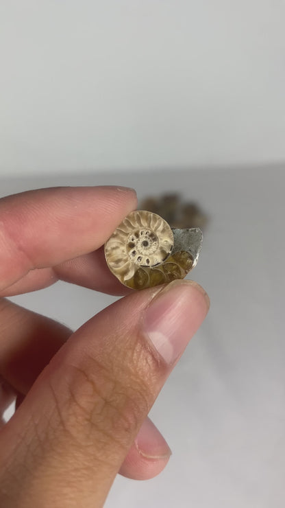 Mini Polished Fossilized Ammonite Specimen (MYSTERY)