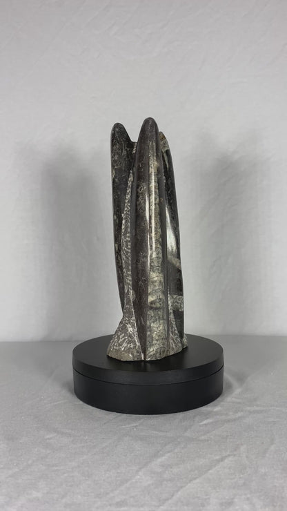 Self Standing Polished Fossilized Orthoceras Specimen (Medium B)