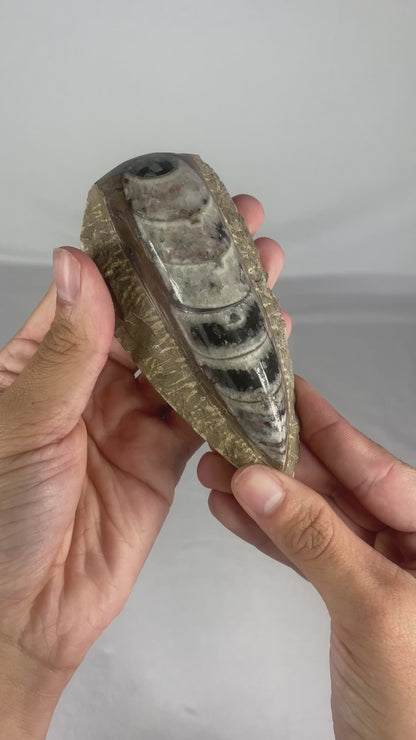 Polished Fossilized Orthoceras Specimen (Large B)