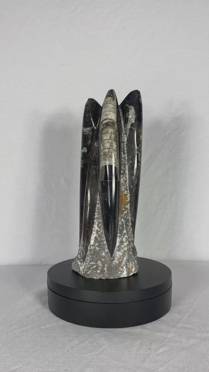 Self Standing Polished Fossilized Orthoceras Specimen (Medium D)