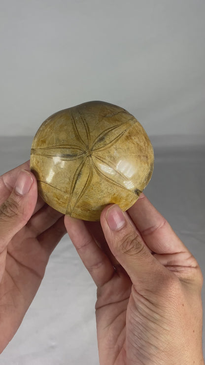 Polished Fossilized Sand Dollar Specimen (E)