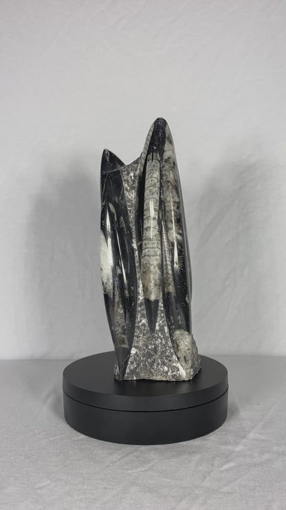 Self Standing Polished Fossilized Orthoceras Specimen (Medium E)