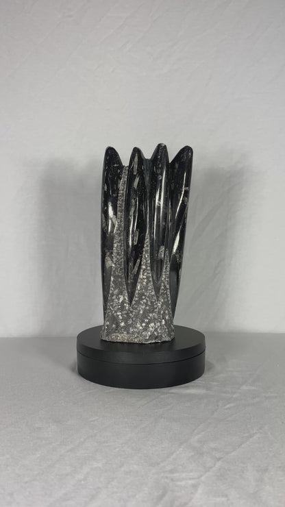 Self Standing Polished Fossilized Orthoceras Specimen (Medium G)