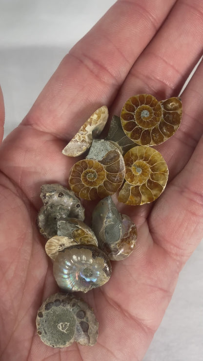 Mini Polished Fossilized Ammonite Specimen (MYSTERY)