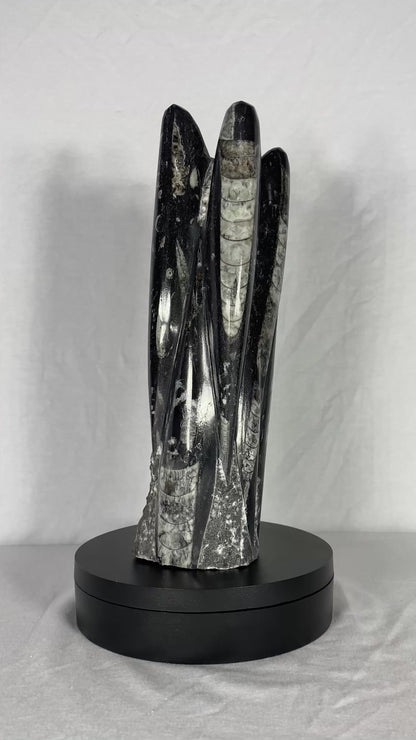 Self Standing Polished Fossilized Orthoceras Specimen (Medium K)
