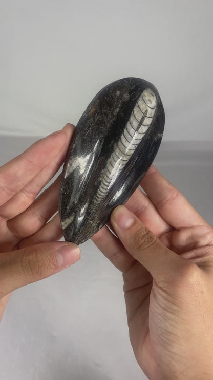 Polished Fossilized Orthoceras Specimen (Large D)