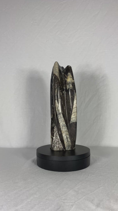 Self Standing Polished Fossilized Orthoceras Specimen (Medium H)