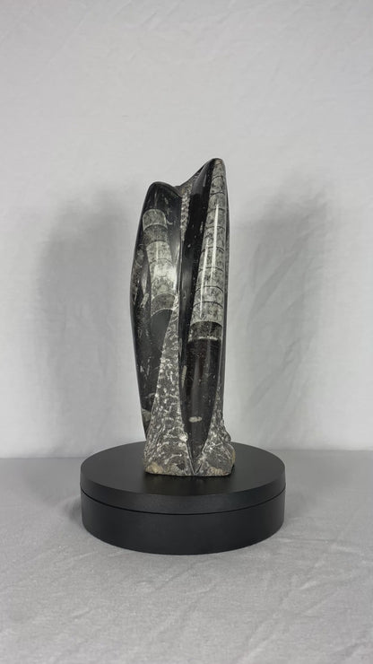 Self Standing Polished Fossilized Orthoceras Specimen (Medium L)