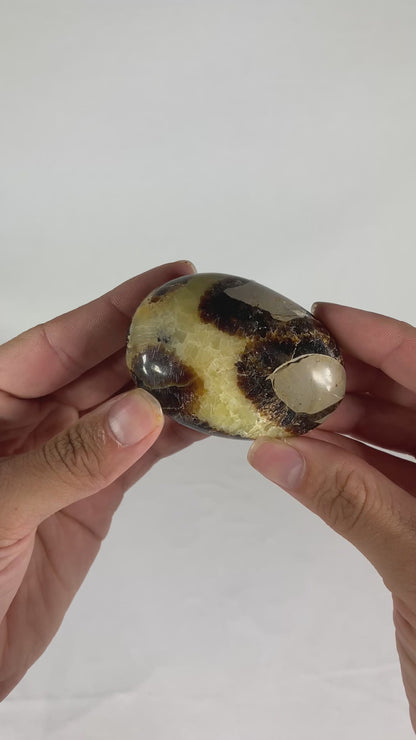 Madagascan Polished Septarian Palm Stone (J)