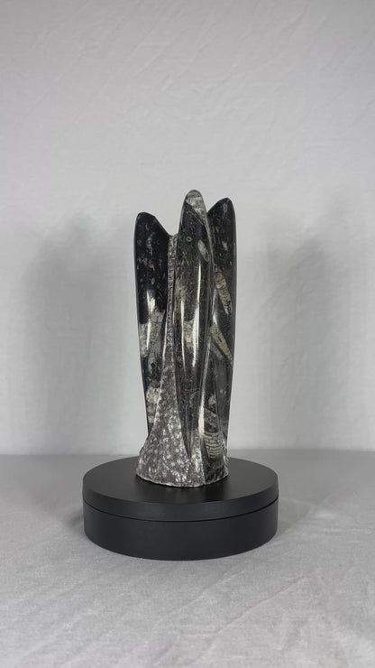Self Standing Polished Fossilized Orthoceras Specimen (Medium A)
