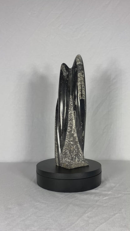 Self Standing Polished Fossilized Orthoceras Specimen (Medium C)