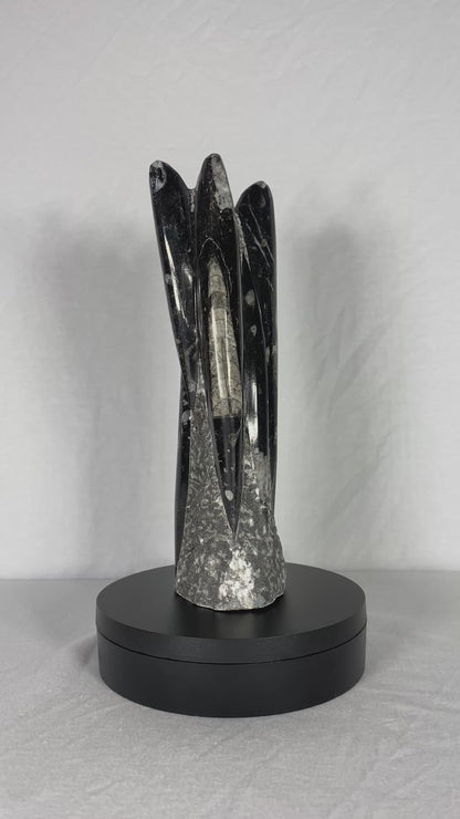 Self Standing Polished Fossilized Orthoceras Specimen (Medium M)