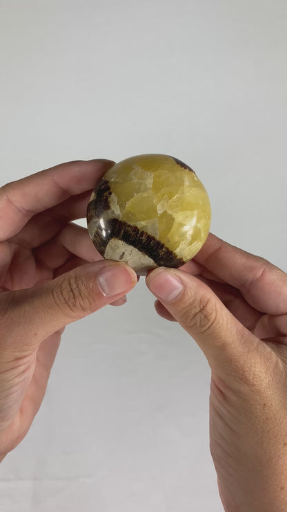 Madagascan Polished Septarian Palm Stone (D)