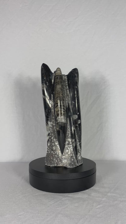 Self Standing Polished Fossilized Orthoceras Specimen (Medium F)